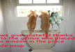 lol-at-funny-pets