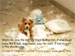 lol-at-puppy-eyes