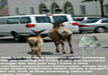 lol-funny-picture-of-animals