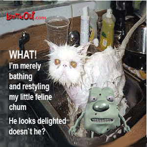 laugh-at-wet-cat