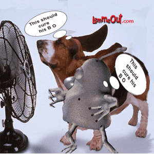 lol-lemme-and-funny-dog-picture