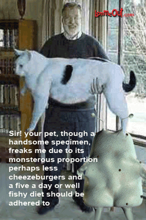 laugh-at-funny-cat-picture-and-lemme