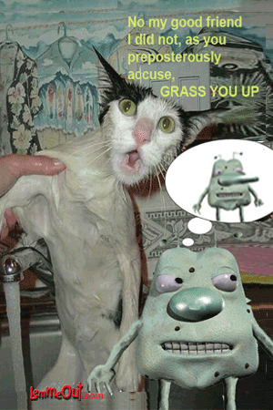 lol-at-cute-cat-pictures