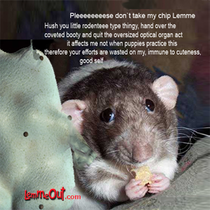laugh-at-the-funny-pictures-of-animals