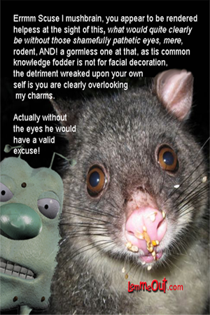 funny-pictures-rodent-mouse-rat-food-cute