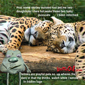 lol-lemme-the-fool