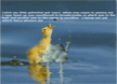 lol-cute-duck-roast