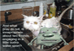 laugh-out-loud-with-wet-cat