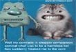 laugh-at-lemme-and-funny-cat-picture