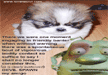 laugh-at-funny-dog-picture