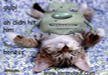 laugh-at-Lemme-and-cat-picture