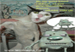 out-funny-pictures-of-cats