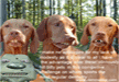 Lol-funny-pictures-of-dogs