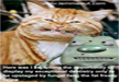 Lol-funny-cat-pictures-Lemmeout-and-about