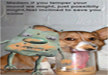 funniest-dog-picturesr