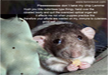 cutest-animal-pictures