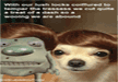 funny-dog-pictures