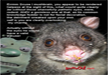 funny-cute-mouse-picture