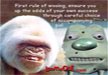 funniest-pictures-gorilla-monkey