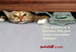 funniest-cat-pictures