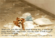 lol-funny-cute-puppy
