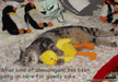 lol-at-funny-cute-party-animals