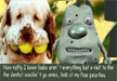 lol-dog-with-teeth
