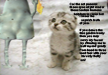 laugh-at-lemme-and-cute-cat
