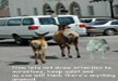 lol-funnyiest-animal-pictures