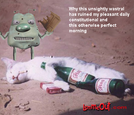 lol-funniest-pictures-cat-had-a-rough-night