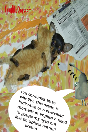 funny-picture-cuddle-pup-cat