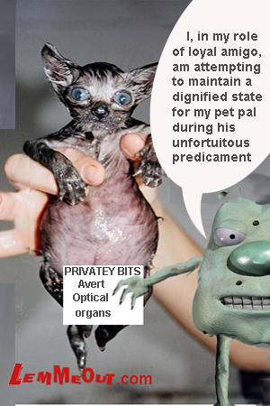 /funny-little-cat-fat-belly-with-lemmeout