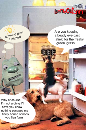 funny-pictures-dog-cats-pet-beer-raid