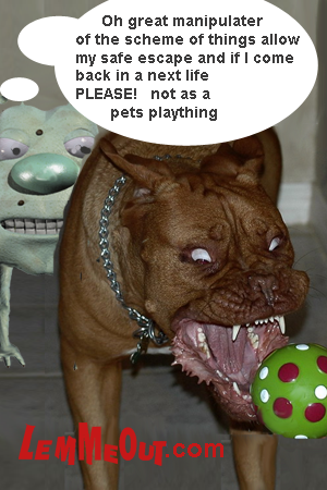 funny-picture-savage-bull-terrier